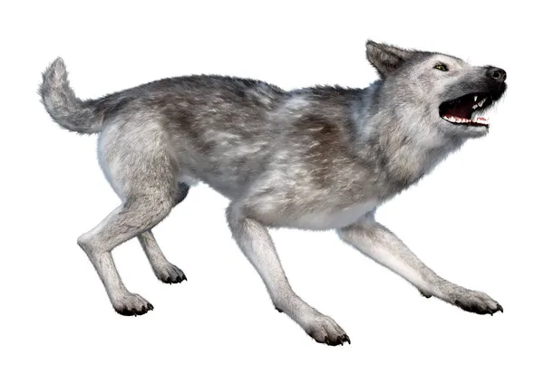 Rendering Eines Großen Grauen Wolfes Isoliert Auf Weißem Hintergrund — Stockfoto