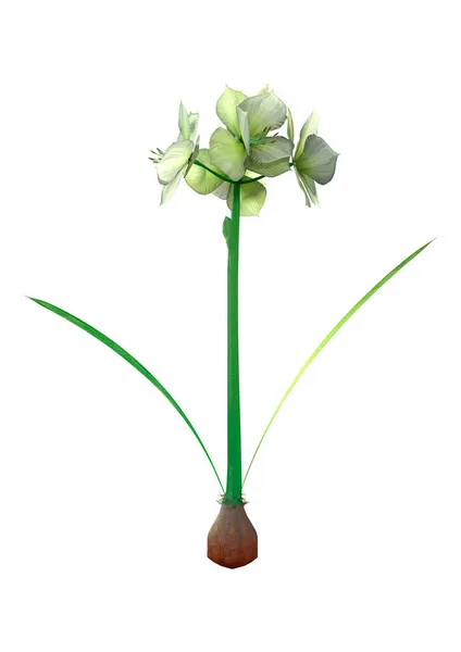 白い背景に隔離された開花アマリリス植物の3Dレンダリング — ストック写真