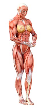 Beyaz arka planda izole edilmiş kas haritaları olan üç boyutlu bir kadın figürü