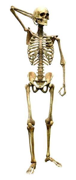 Rendering Human Skeleton Isolated White Background — Stock Photo, Image