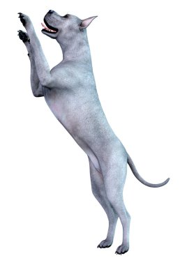 Beyaz arka plan üzerinde izole mavi bir Danua köpek 3D render