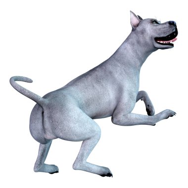 Beyaz arka plan üzerinde izole mavi bir Danua köpek 3D render