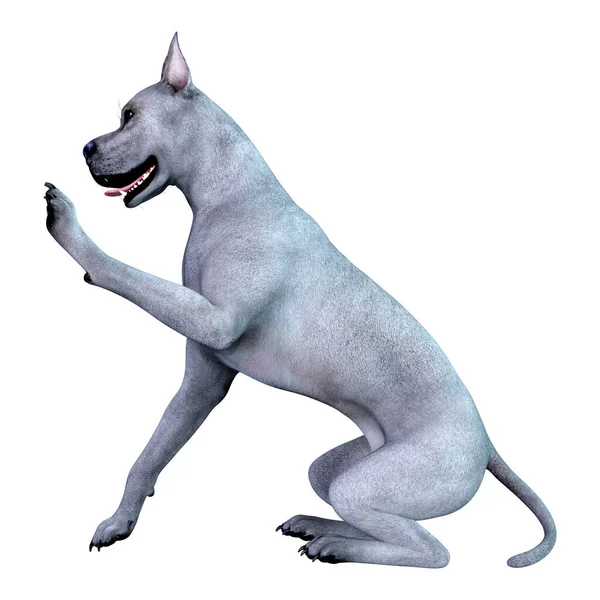Representación Perro Azul Great Dane Aislado Sobre Fondo Blanco —  Fotos de Stock