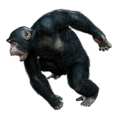 Beyaz arkaplanda izole edilmiş büyük siyah bir şempanzenin 3 boyutlu görüntülenmesi
