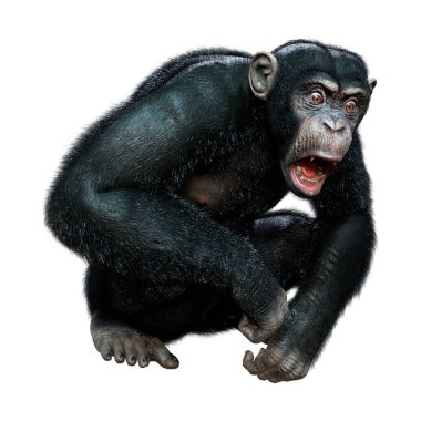 Beyaz arkaplanda izole edilmiş büyük siyah bir şempanzenin 3 boyutlu görüntülenmesi