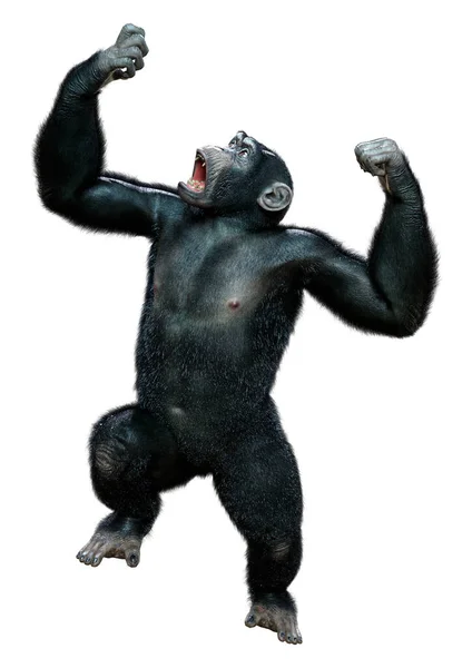 白色背景下孤立的大黑黑猩猩的3D渲染 — 图库照片