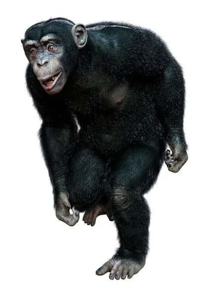 白い背景に隔離された大きな黒いチンパンジーの3Dレンダリング — ストック写真