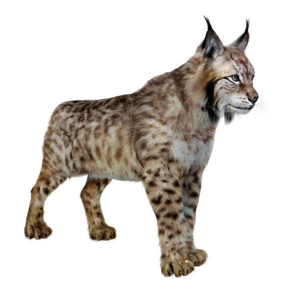 Rendering ของส Lynx แยกก นบนพ นหล ขาว — ภาพถ่ายสต็อก