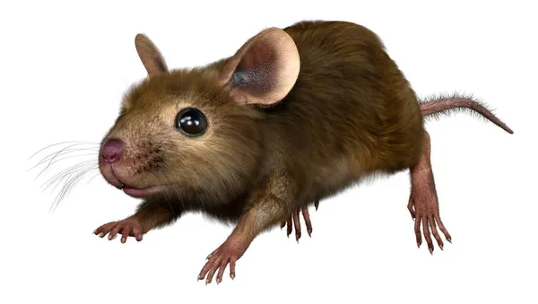 Rendering Einer Kleinen Hausmaus Isoliert Auf Weißem Hintergrund — Stockfoto