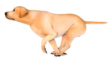 Beyaz arka planda izole edilmiş sarı labrador köpeğinin 3 boyutlu görüntüsü