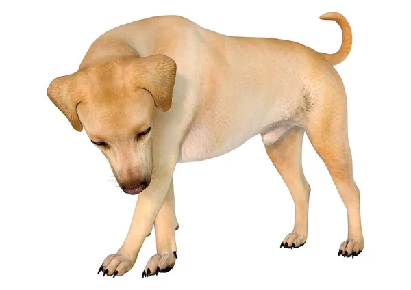 Απόδοση Ενός Κίτρινου Λαμπραντόρ Σκύλου Που Απομονώνεται Λευκό Φόντο — Φωτογραφία Αρχείου