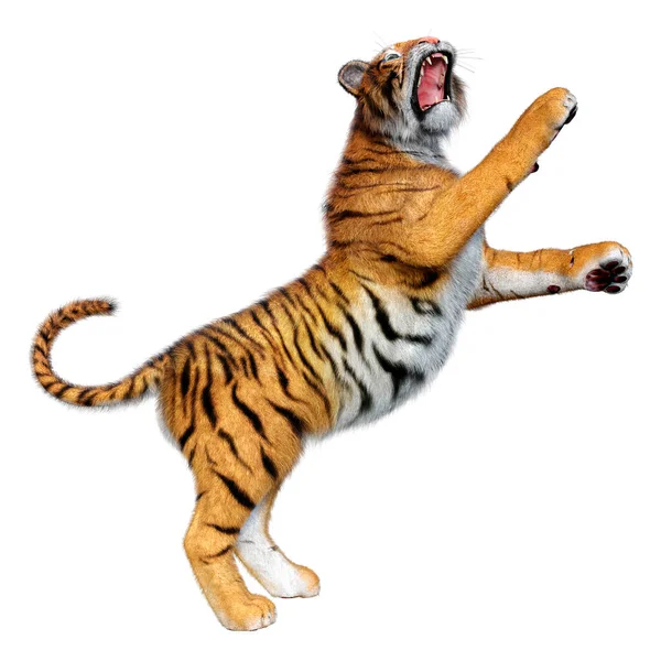 Återgivning Stor Katt Tiger Isolerad Vit Bakgrund — Stockfoto