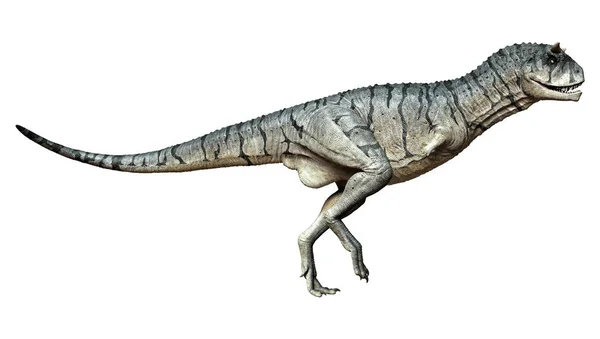 Απόδοση Ενός Δεινόσαυρου Carnotaurus Sastrei Σαρκοφάγος Ταύρος Απομονωμένος Λευκό Φόντο — Φωτογραφία Αρχείου