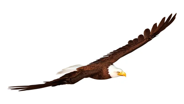 白色背景下孤立的秃头鹰的3D渲染 — 图库照片