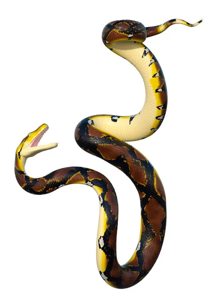 Bir Retiküle Python Veya Python Reticulatus Python Güneydoğu Asya Bulunan — Stok fotoğraf