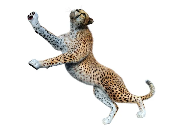 Rendering Van Een Grote Kat Cheeta Geïsoleerd Witte Achtergrond — Stockfoto