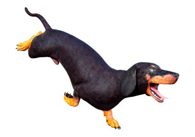 Dachshund, porsuk ya da sosisli sandviçin beyaz arka planda 3 boyutlu görüntülenmesi