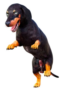 Dachshund, porsuk ya da sosisli sandviçin beyaz arka planda 3 boyutlu görüntülenmesi