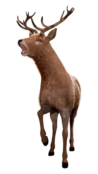 Rendering Male Deer Isolated White Background — Stock Photo, Image