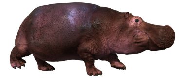 Beyaz arka planda izole edilmiş 3 boyutlu bir su aygırı görüntüsü