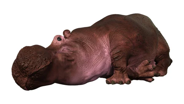 Representación Animal Hipopótamo Aislado Sobre Fondo Blanco —  Fotos de Stock