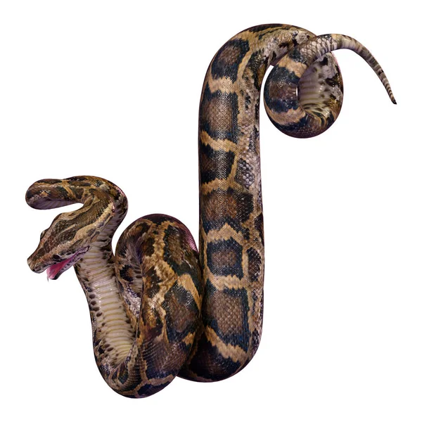 世界最大のヘビの一つであるビルマのパイソンやPythonビビットタタスの3Dレンダリングは 白い背景に隔離されています — ストック写真