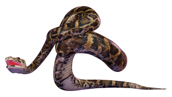 缅甸蟒蛇 Python Bivittatus 的3D渲染 是世界上最大的蛇之一 在白色背景下被隔离 — 图库照片