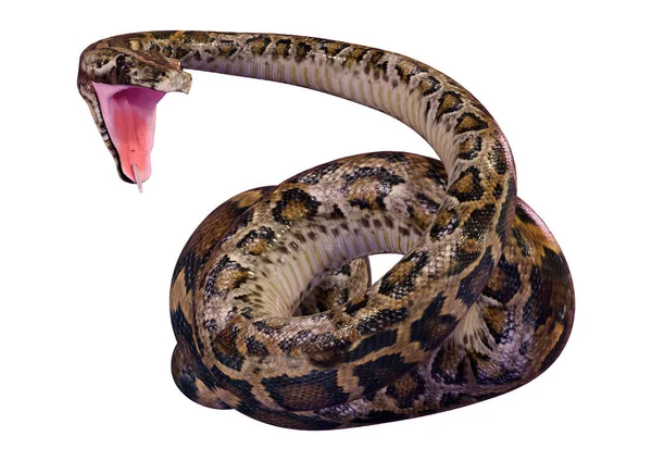 Återgivning Burmesisk Python Eller Python Bivittatus Största Ormarna Världen Isolerad — Stockfoto