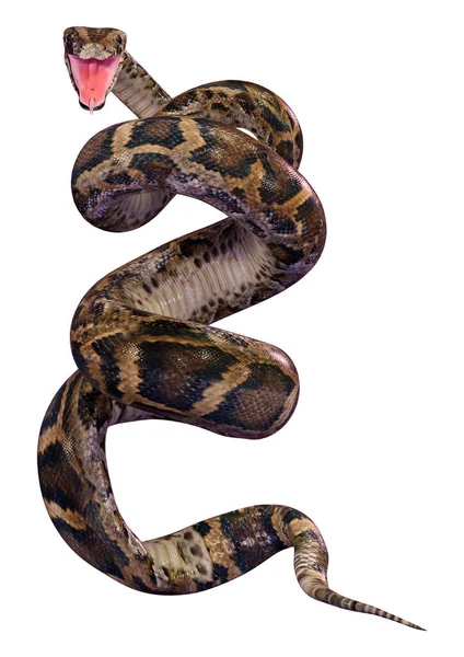 Рендеринг Бірманського Пітона Або Python Bivittatus Однієї Найбільших Змій Світі — стокове фото