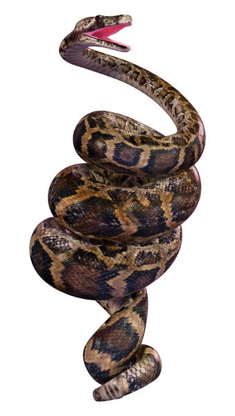 缅甸蟒蛇 Python Bivittatus 的3D渲染 是世界上最大的蛇之一 在白色背景下被隔离 — 图库照片