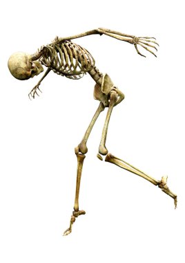 Beyaz arkaplanda izole edilmiş bir insan iskeletinin 3 boyutlu görüntülenmesi