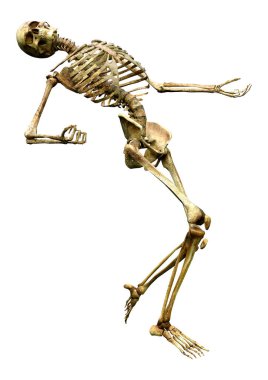 Beyaz arkaplanda izole edilmiş bir insan iskeletinin 3 boyutlu görüntülenmesi