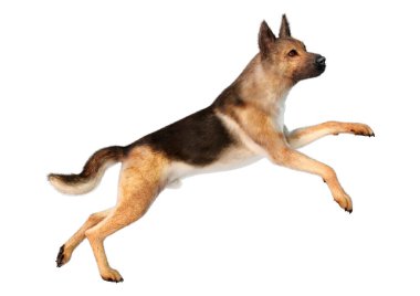 Beyaz arka planda izole edilmiş bir Alman çoban köpeğinin 3 boyutlu görüntüsü