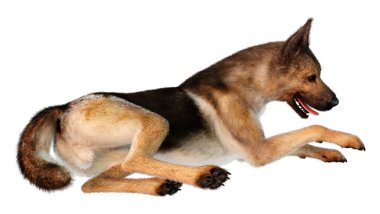 Beyaz arka planda izole edilmiş bir Alman çoban köpeğinin 3 boyutlu görüntüsü