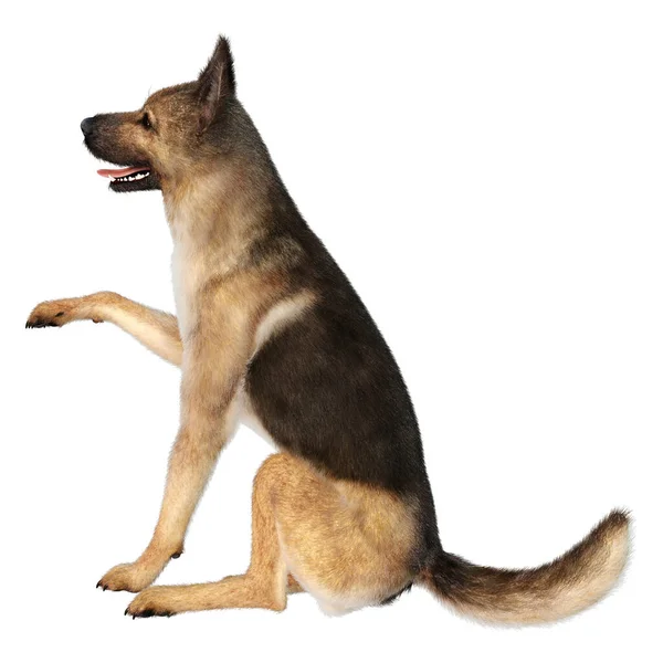 Beyaz Arka Planda Izole Edilmiş Bir Alman Çoban Köpeğinin Boyutlu — Stok fotoğraf