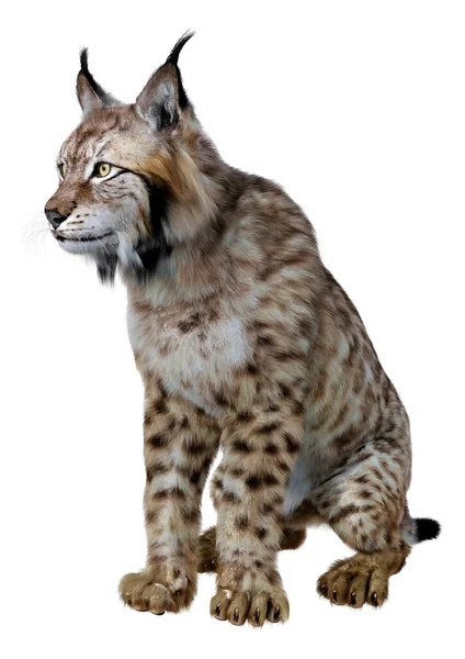 Weergave Van Een Wild Lynxdier Geïsoleerd Witte Achtergrond — Stockfoto