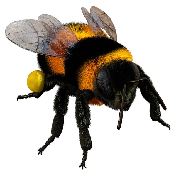 Απόδοση Εντόμου Μέλισσας Που Απομονώνεται Λευκό Φόντο — Φωτογραφία Αρχείου
