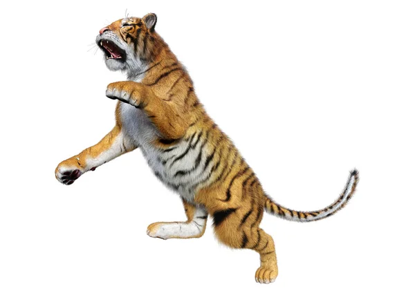 Återgivning Stor Katt Tiger Isolerad Vit Bakgrund — Stockfoto