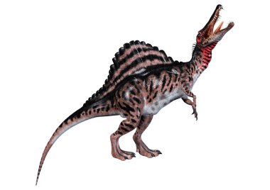 Spinosaurus beyaz arka plan üzerinde izole bir dinozor 3D render