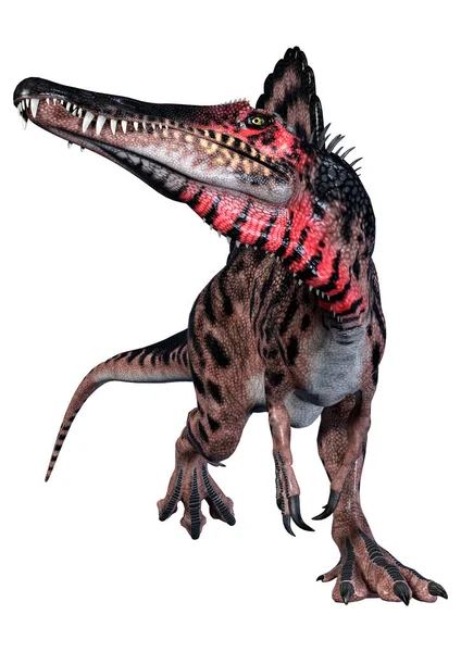 Τρισδιάστατη Απεικόνιση Του Ένας Δεινόσαυρος Spinosaurus Απομονώνονται Λευκό Φόντο — Φωτογραφία Αρχείου