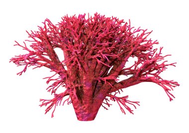 Bir mercanın 3 boyutlu görüntüsü, beyaz arka planda izole edilmiş bir deniz omurgasızı.