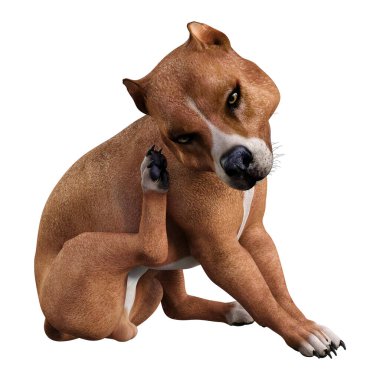 Beyaz arka planda izole edilmiş bir Amerikan pitbull teriyer köpeğinin 3 boyutlu görüntüsü