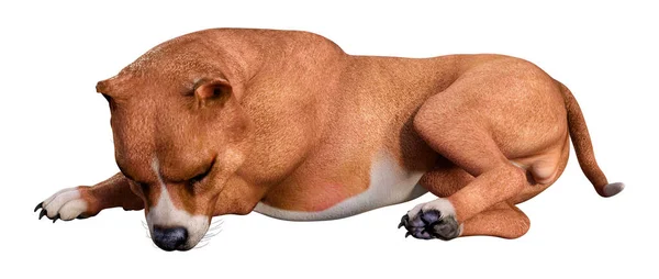 Renderowania Amerykańskiego Pit Bull Terrier Pies Izolowany Białym Tle — Zdjęcie stockowe