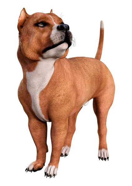 Beyaz arka planda izole edilmiş bir Amerikan pitbull teriyer köpeğinin 3 boyutlu görüntüsü