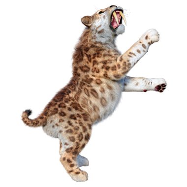 Kılıç dişli kaplanın 3 boyutlu görüntüsü beyaz arkaplanda izole edilmiş.