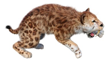 Kılıç dişli kaplanın 3 boyutlu görüntüsü beyaz arkaplanda izole edilmiş.