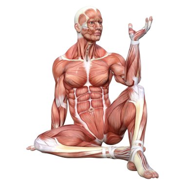 Beyaz arka planda izole edilmiş kas haritaları olan bir erkek figürünün 3 boyutlu görüntülenmesi
