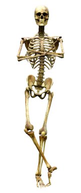 Beyaz arkaplanda izole edilmiş bir insan iskeletinin 3 boyutlu görüntülenmesi