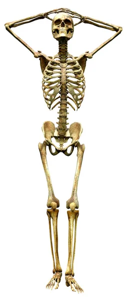 Representación Esqueleto Humano Aislado Sobre Fondo Blanco — Foto de Stock
