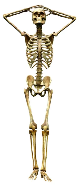 Rendering Human Skeleton Isolated White Background — Stock Photo, Image